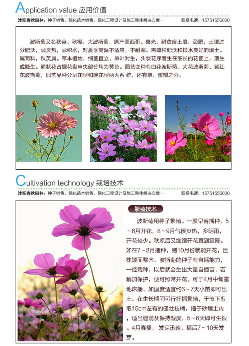 波斯菊種子應用價值及種植技術