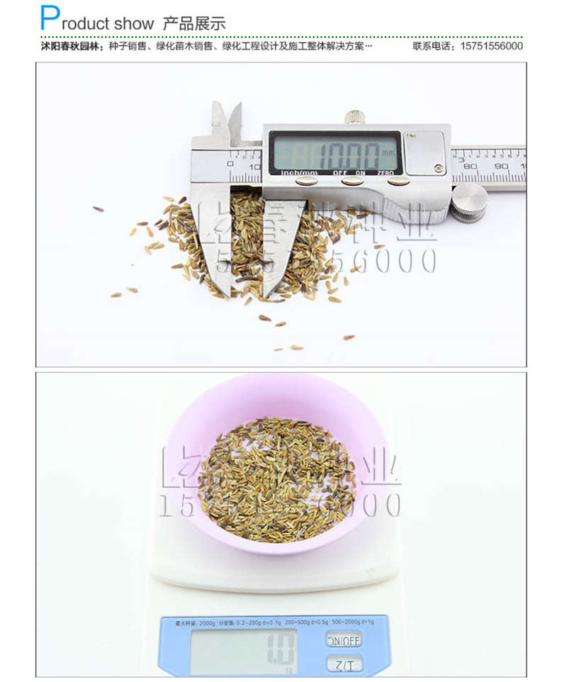 翠菊種子銷售參考價格