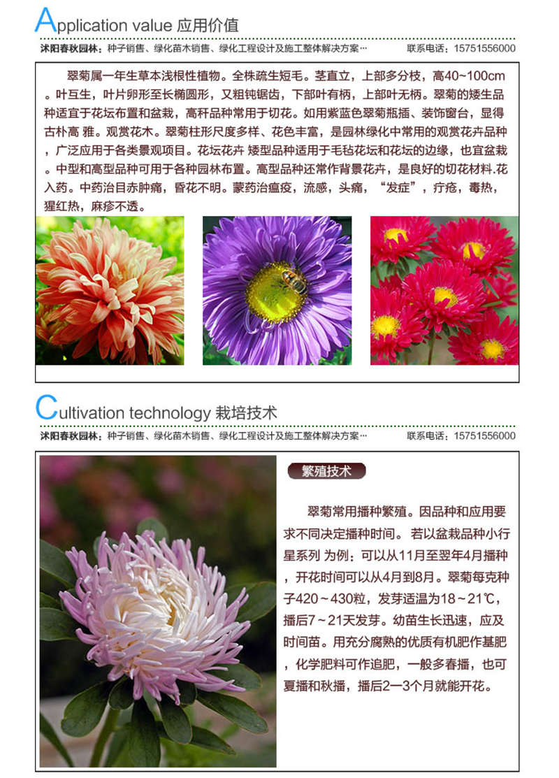 翠菊種子應用價值及種植技術