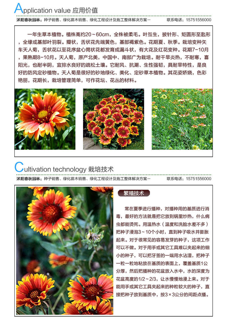 天人菊種子應用價值及種植技術