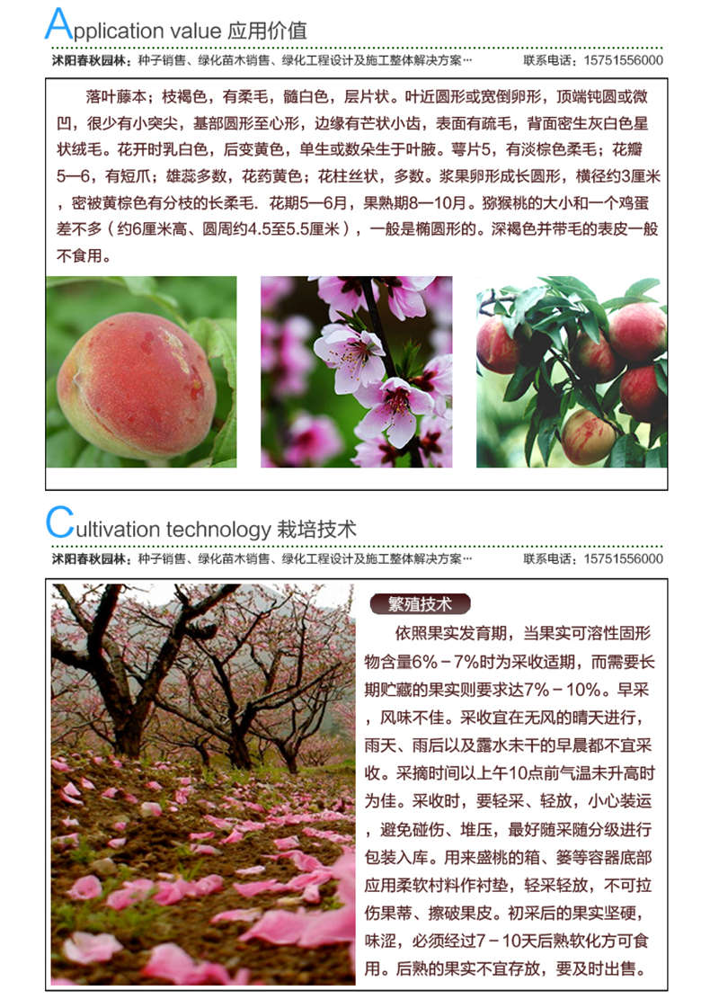 紅心桃種子應用價值及種植技術