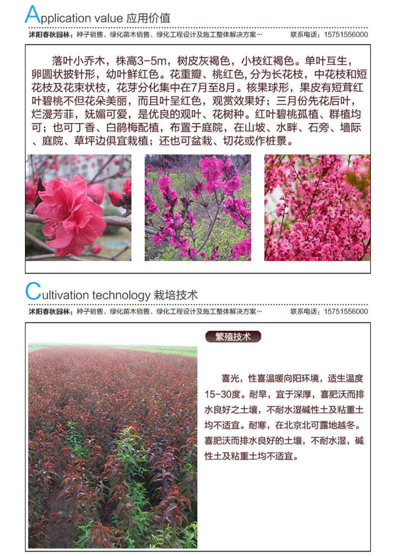 紅葉桃種子應用價值及種植技術