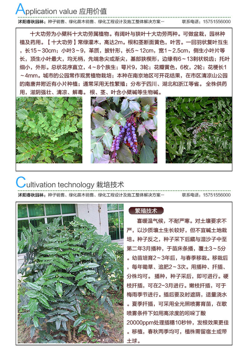 十大功勞種子應(yīng)用價(jià)值及種植技術(shù)
