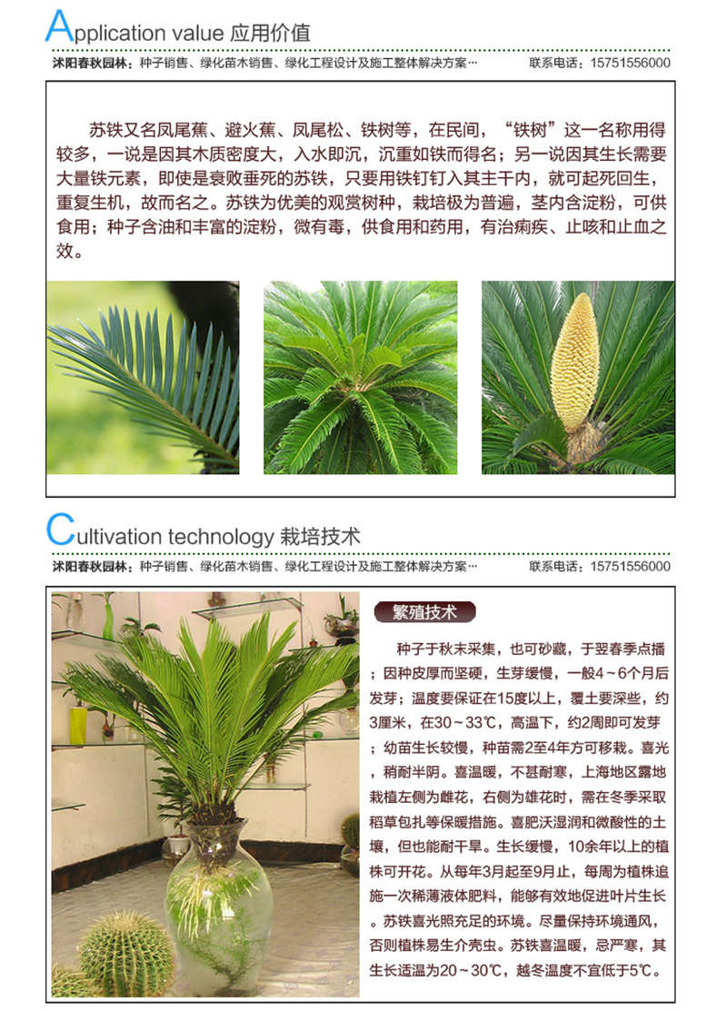 鐵樹種子應用價值及種植技術