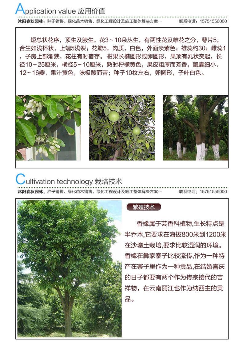 香泡種子應(yīng)用價值及種植技術(shù)