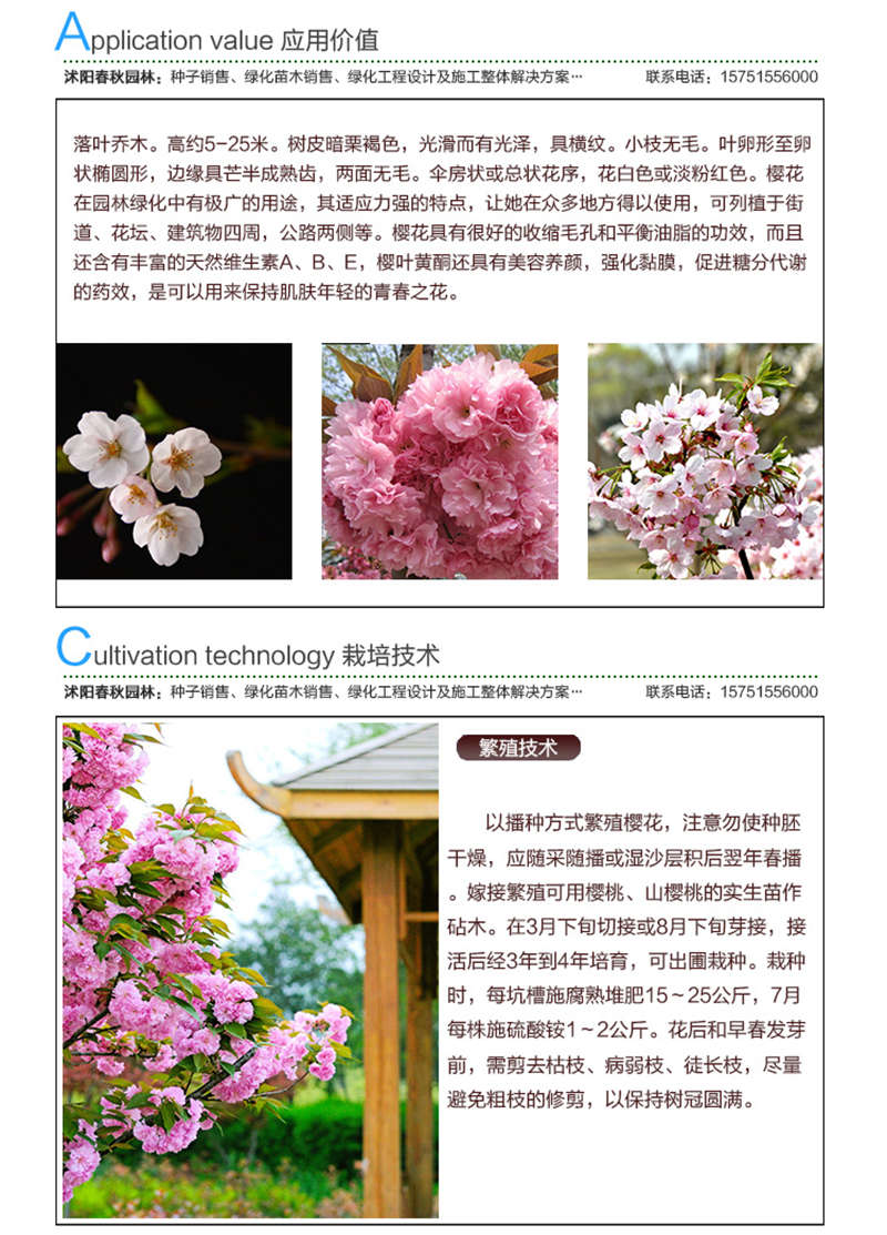 櫻花種子應用價值及種植技術