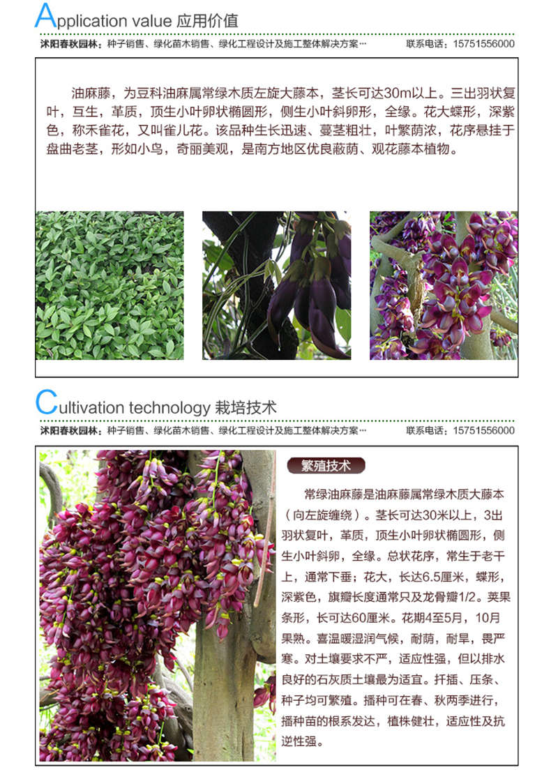 油麻藤種子應用價值及種植技術