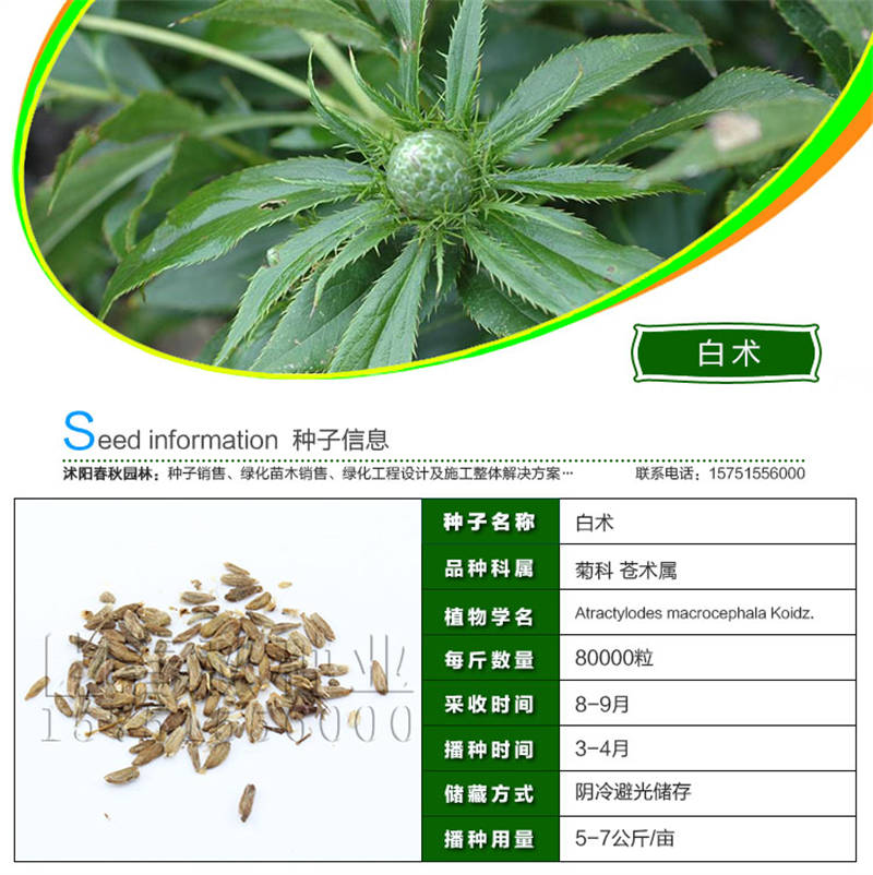 白術種子基本信息