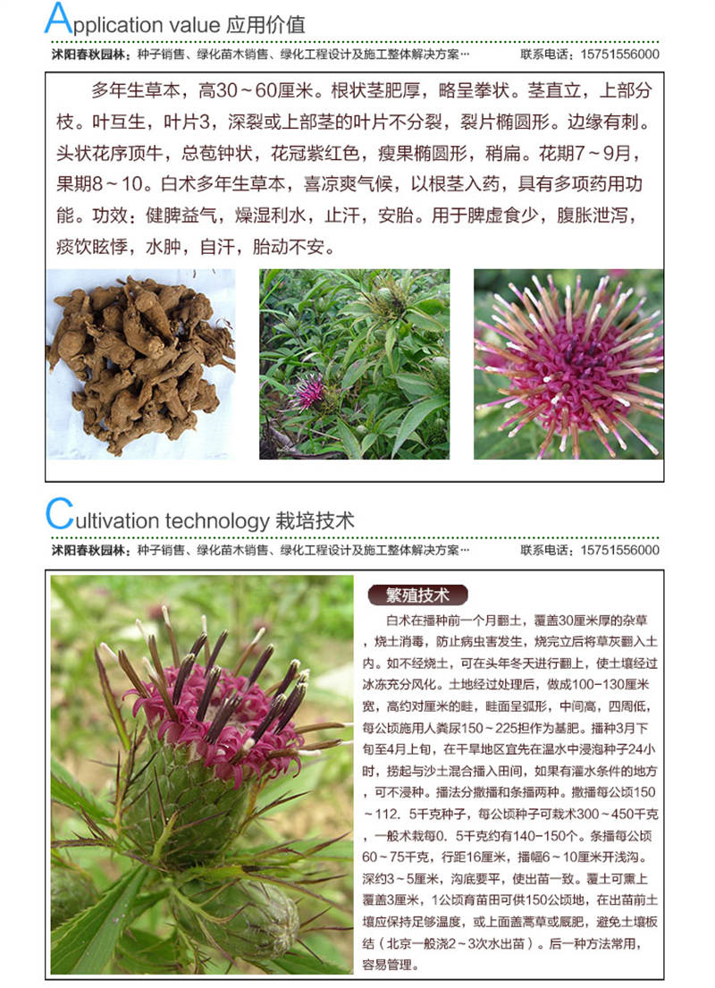 白術種子應用價值及種植技術