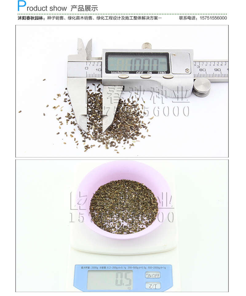 茺蔚子種子銷售參考價格