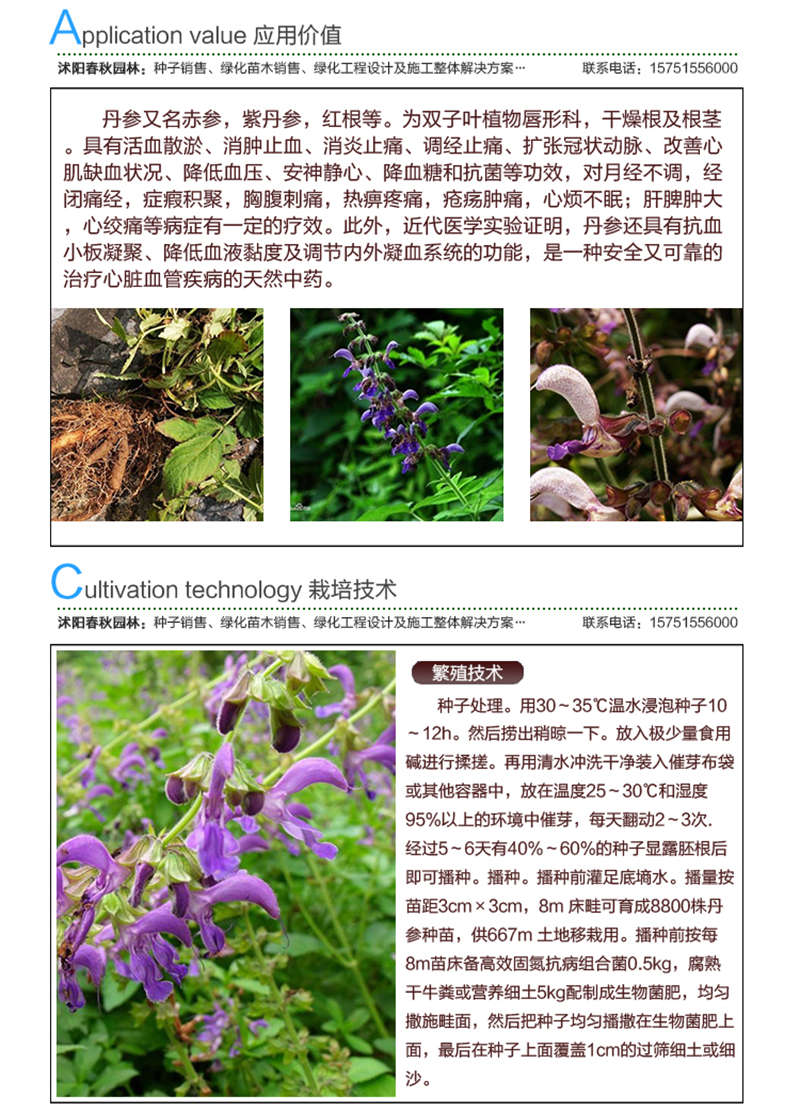 丹參種子應用價值及種植技術