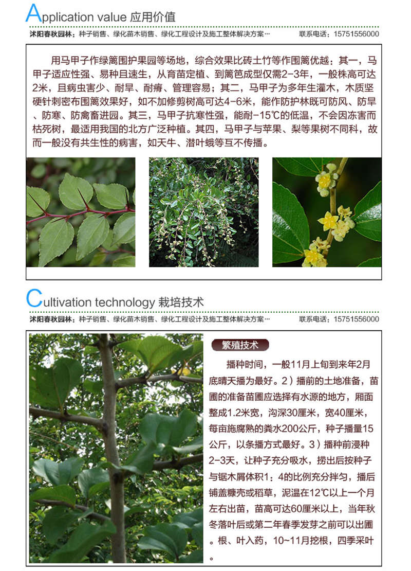 馬甲子種子應用價值及種植技術