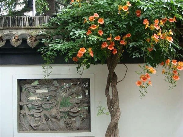 凌霄花形態特征